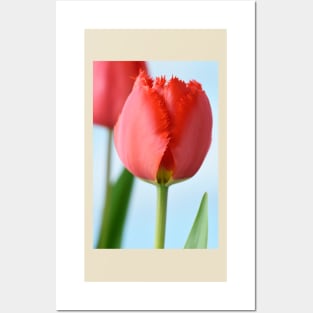 Tulipa  &#39;Crystal Beauty&#39;   Fringed Tulip Posters and Art